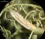 Usnea cornuta image