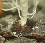 Usnea subscabrosa image
