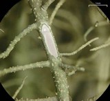 Usnea subscabrosa image