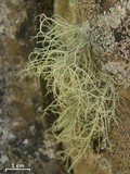 Usnea halei image