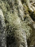 Usnea halei image