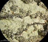 Hypotrachyna showmanii image