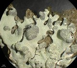 Hypotrachyna taylorensis image