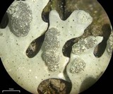 Hypotrachyna taylorensis image