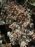 Dibaeis baeomyces image