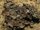 Peltigera didactyla image