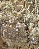 Peltigera didactyla image