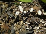 Peltigera ponojensis image