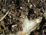 Peltigera ponojensis image