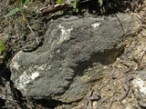 Stereocaulon pileatum image