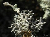 Hypogymnia tubulosa image