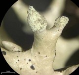 Hypogymnia tubulosa image