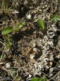 Peltigera rufescens image