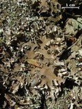 Peltigera rufescens image