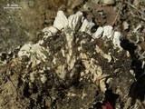 Peltigera rufescens image