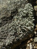 Stereocaulon pileatum image