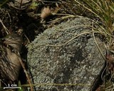 Stereocaulon pileatum image