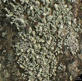 Stereocaulon pileatum image