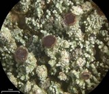 Stereocaulon pileatum image