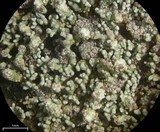 Stereocaulon pileatum image