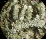 Stereocaulon pileatum image