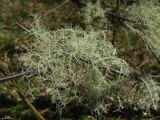 Usnea subfusca image