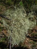Usnea subfusca image