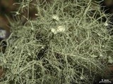 Usnea subfusca image