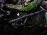 Hemimycena lactea image