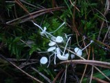 Hemimycena lactea image