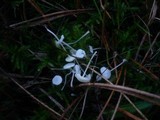 Hemimycena lactea image