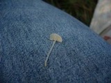 Hemimycena lactea image