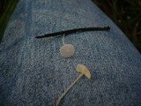 Hemimycena lactea image