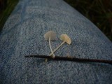 Hemimycena lactea image