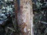 Heterochaetella dubia image