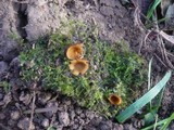 Humaria solsequia image