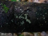 Hyalorbilia inflatula image