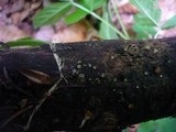 Hyalorbilia inflatula image