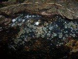 Hyalorbilia inflatula image