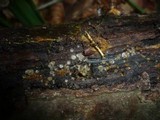 Hyalorbilia inflatula image
