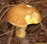 Leccinum subglabripes image