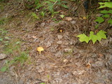 Leccinum subglabripes image