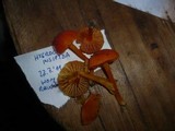 Hygrocybe miniata image