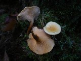 Hygrophoropsis aurantiaca image