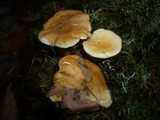 Hygrophoropsis aurantiaca image