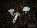 Hygrophorus agathosmus image