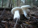 Hygrophorus agathosmus image