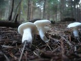 Hygrophorus agathosmus image