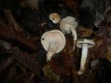 Hygrophorus carpini image