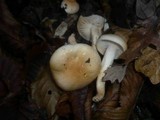 Hygrophorus carpini image